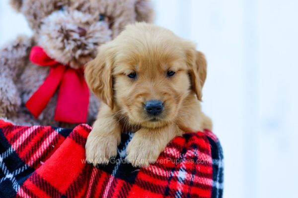 Image of Rayna, a Golden Retriever puppy