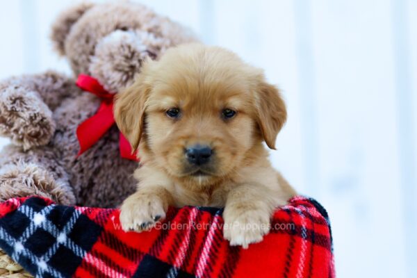 Image of Ruger, a Golden Retriever puppy