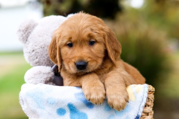 Image of Toby, a Golden Retriever puppy