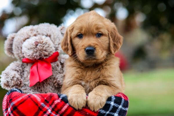 Image of Wade, a Golden Retriever puppy