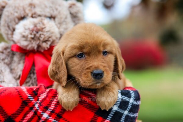 Image of Zoey, a Golden Retriever puppy