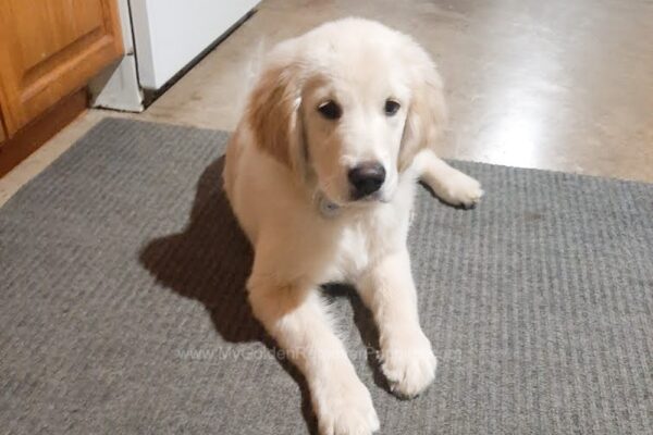 Image of Mia (trained), a Golden Retriever puppy