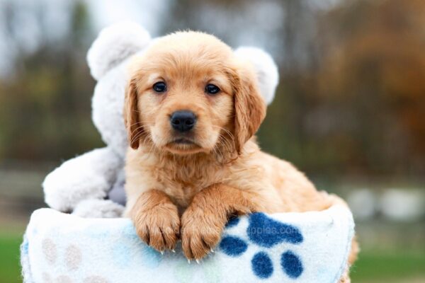Image of Angel, a Golden Retriever puppy