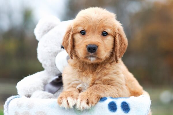 Image of Ava, a Golden Retriever puppy