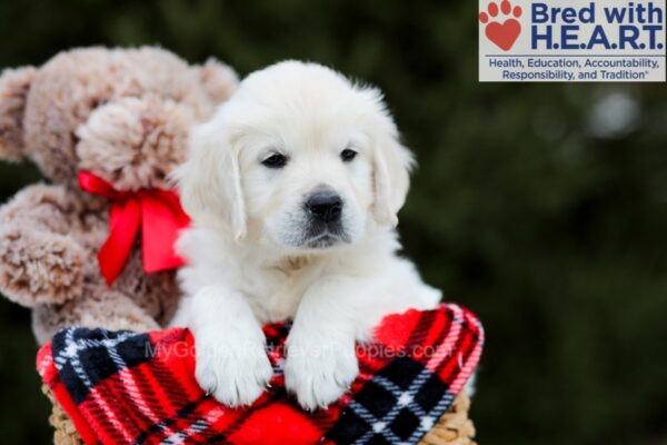 Image of Barbie, a Golden Retriever puppy