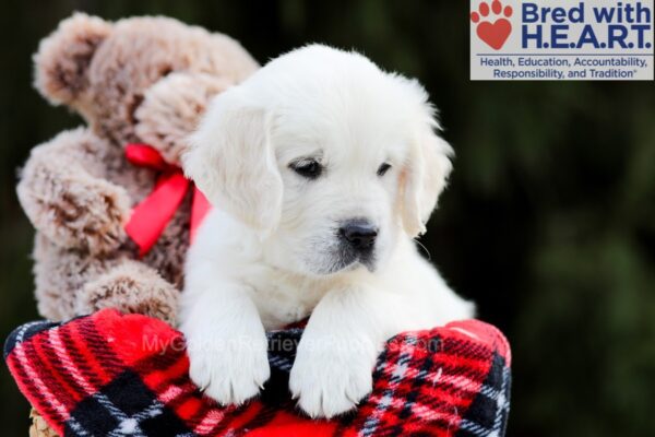 Image of Barney, a Golden Retriever puppy