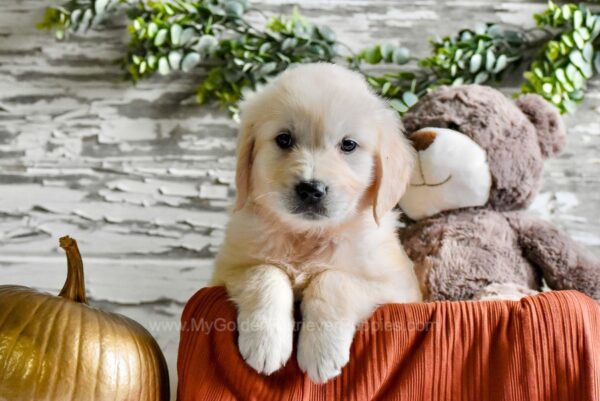 Image of Brixley, a Golden Retriever puppy