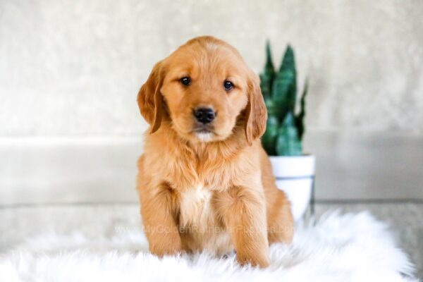Image of Carter, a Golden Retriever puppy