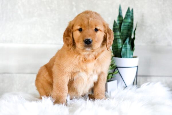 Image of Conner, a Golden Retriever puppy