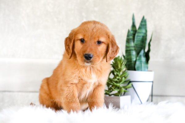 Image of Cornelius, a Golden Retriever puppy