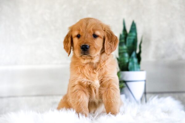 Image of Cupcake, a Golden Retriever puppy