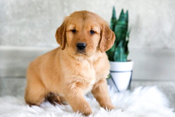 Image of Curtis, a Golden Retriever puppy