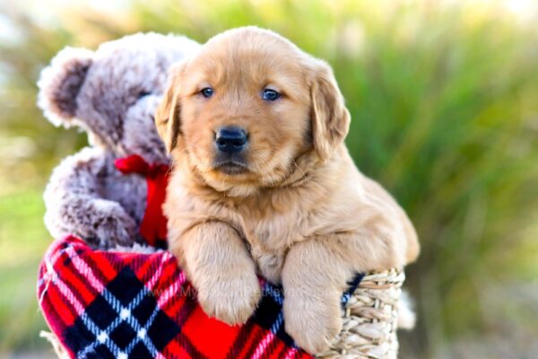 Image of Ford, a Golden Retriever puppy