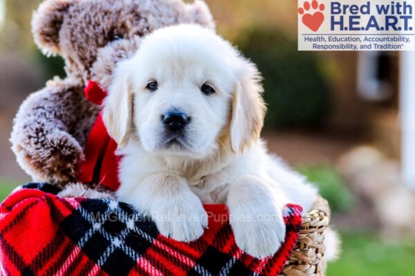 Image of Harrison, a Golden Retriever puppy