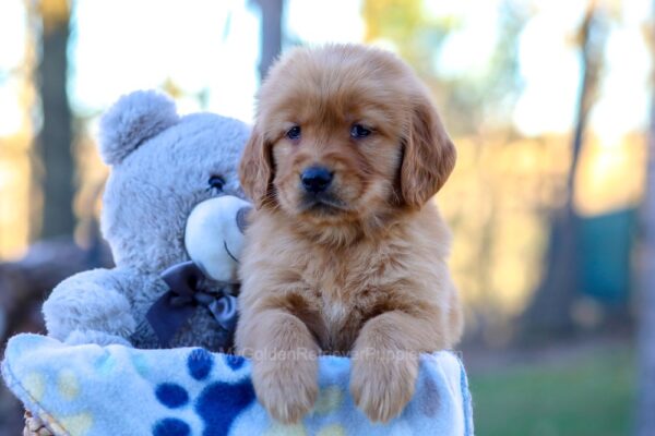 Image of Ike, a Golden Retriever puppy