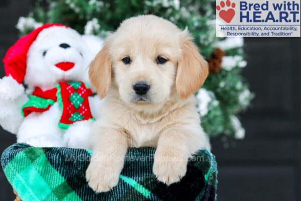 Image of Kelly, a Golden Retriever puppy