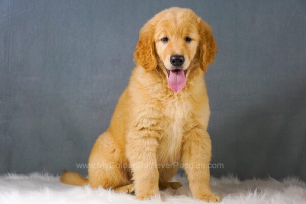 Image of Marshall, a Golden Retriever puppy