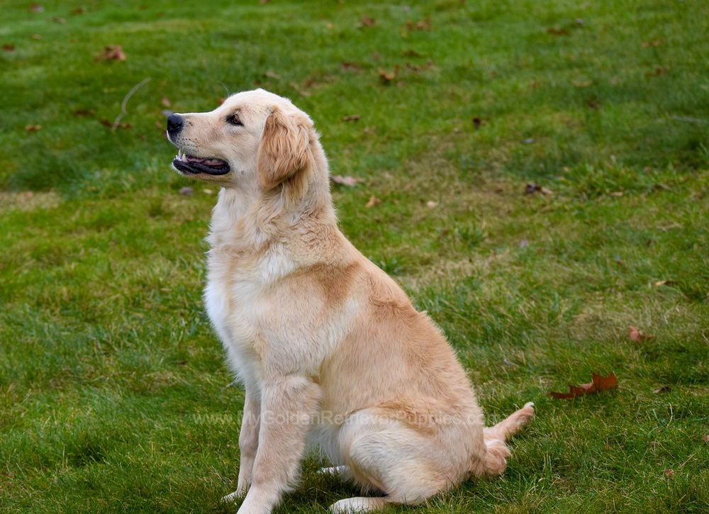 Miley (trained) - My Golden Retriever Puppies