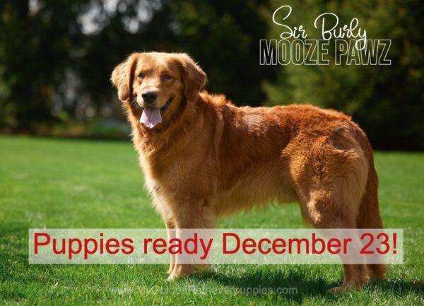 Image of 4th Pick Male 🎄, a Golden Retriever puppy