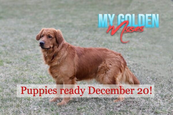 Image of 1st Pick Male 🎄, a Golden Retriever puppy