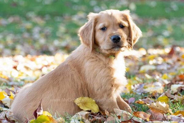 Image of Mr. Green (trained), a Golden Retriever puppy