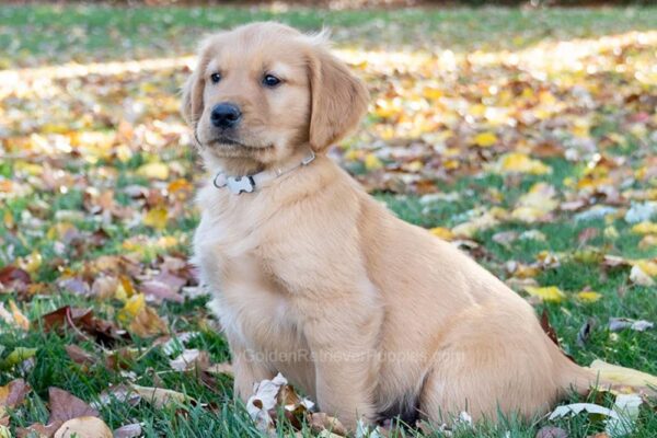 Image of Mr. White (trained), a Golden Retriever puppy