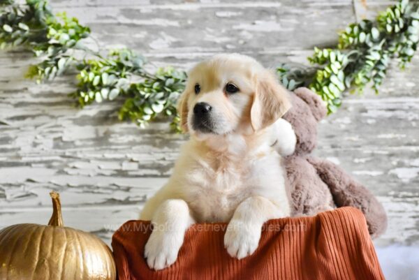 Image of Nash, a Golden Retriever puppy