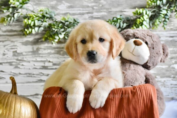 Image of Nico, a Golden Retriever puppy