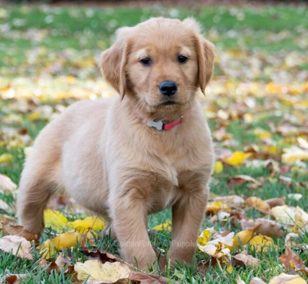 Image of Miss Pink (trained), a Golden Retriever puppy
