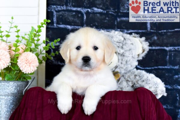 Image of Remi, a Golden Retriever puppy