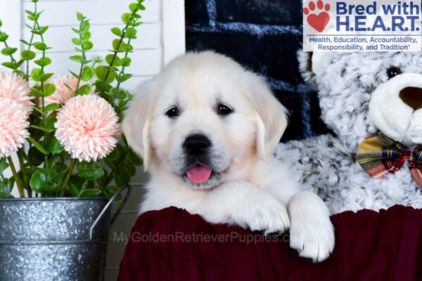 Image of Rylie, a Golden Retriever puppy