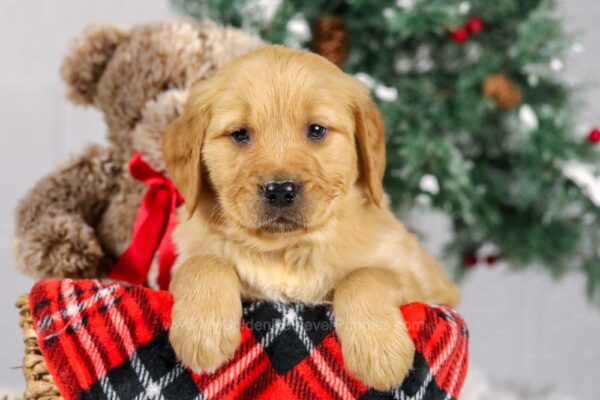 Image of Ty, a Golden Retriever puppy