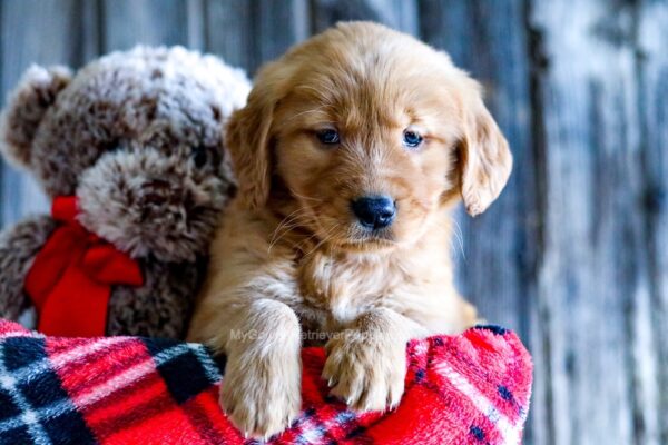 Image of Amber, a Golden Retriever puppy