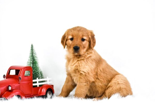 Image of Candy, a Golden Retriever puppy