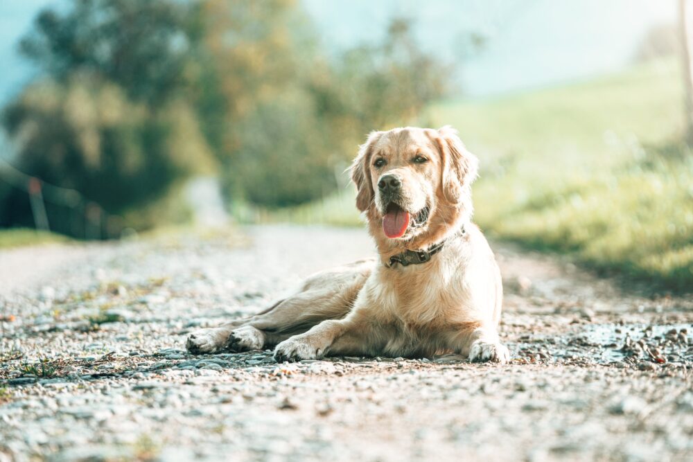 Red nose best sale golden retriever