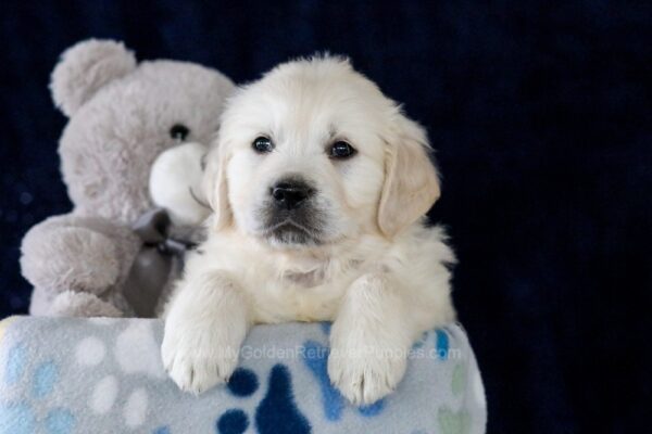 Image of Ethan, a Golden Retriever puppy