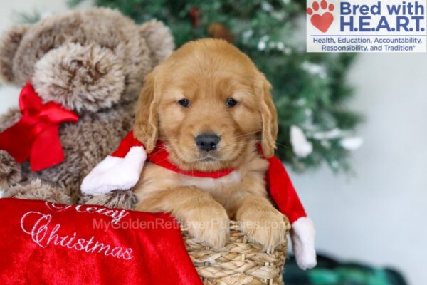 Image of Harlow, a Golden Retriever puppy