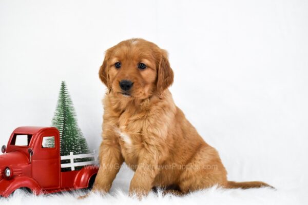Image of Holly, a Golden Retriever puppy