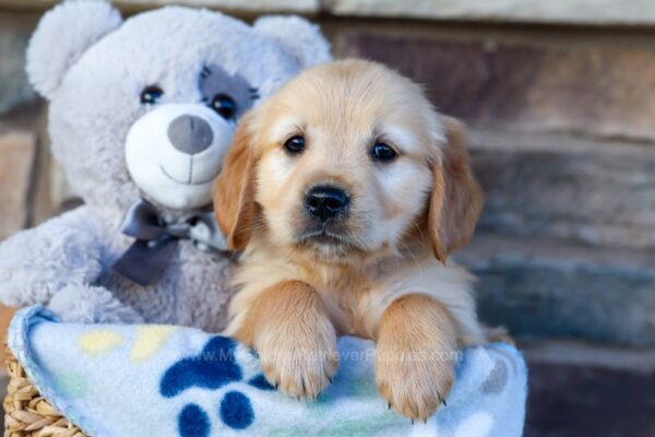 Image of Marcy, a Golden Retriever puppy