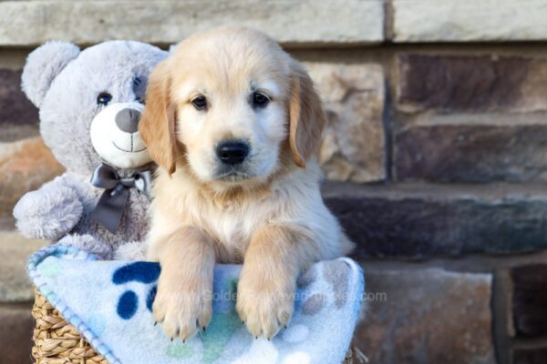 Image of Mike, a Golden Retriever puppy