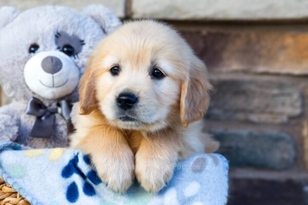 Image of Milly, a Golden Retriever puppy