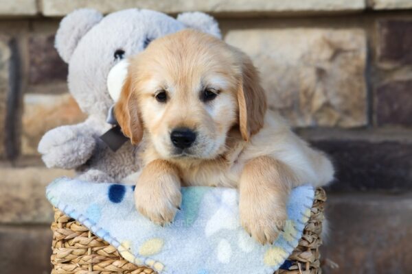 Image of Missy, a Golden Retriever puppy