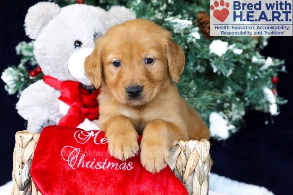 Image of Odie, a Golden Retriever puppy