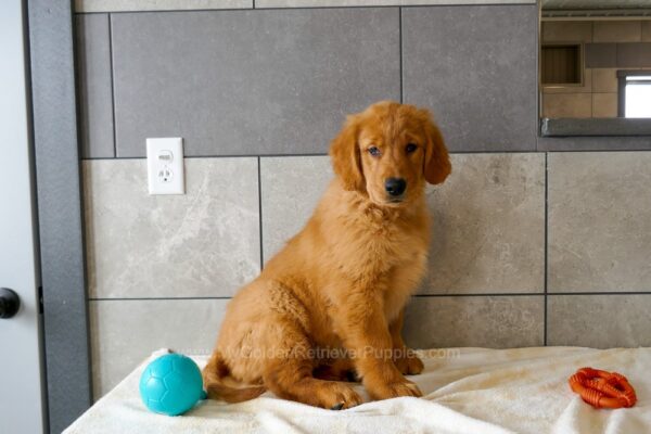 Image of Omar (trained), a Golden Retriever puppy