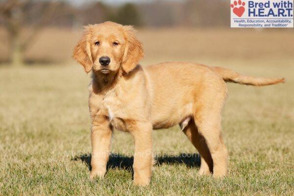 Image of Weston, a Golden Retriever puppy
