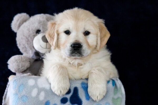 Image of Edison, a Golden Retriever puppy