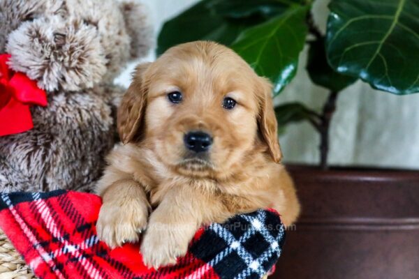 Image of Florence, a Golden Retriever puppy