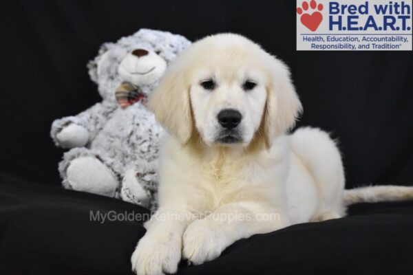 Image of Gage, a Golden Retriever puppy