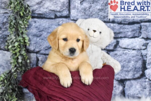 Image of Ginger, a Golden Retriever puppy
