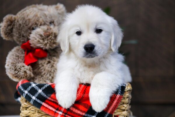 Image of Grizzly, a Golden Retriever puppy